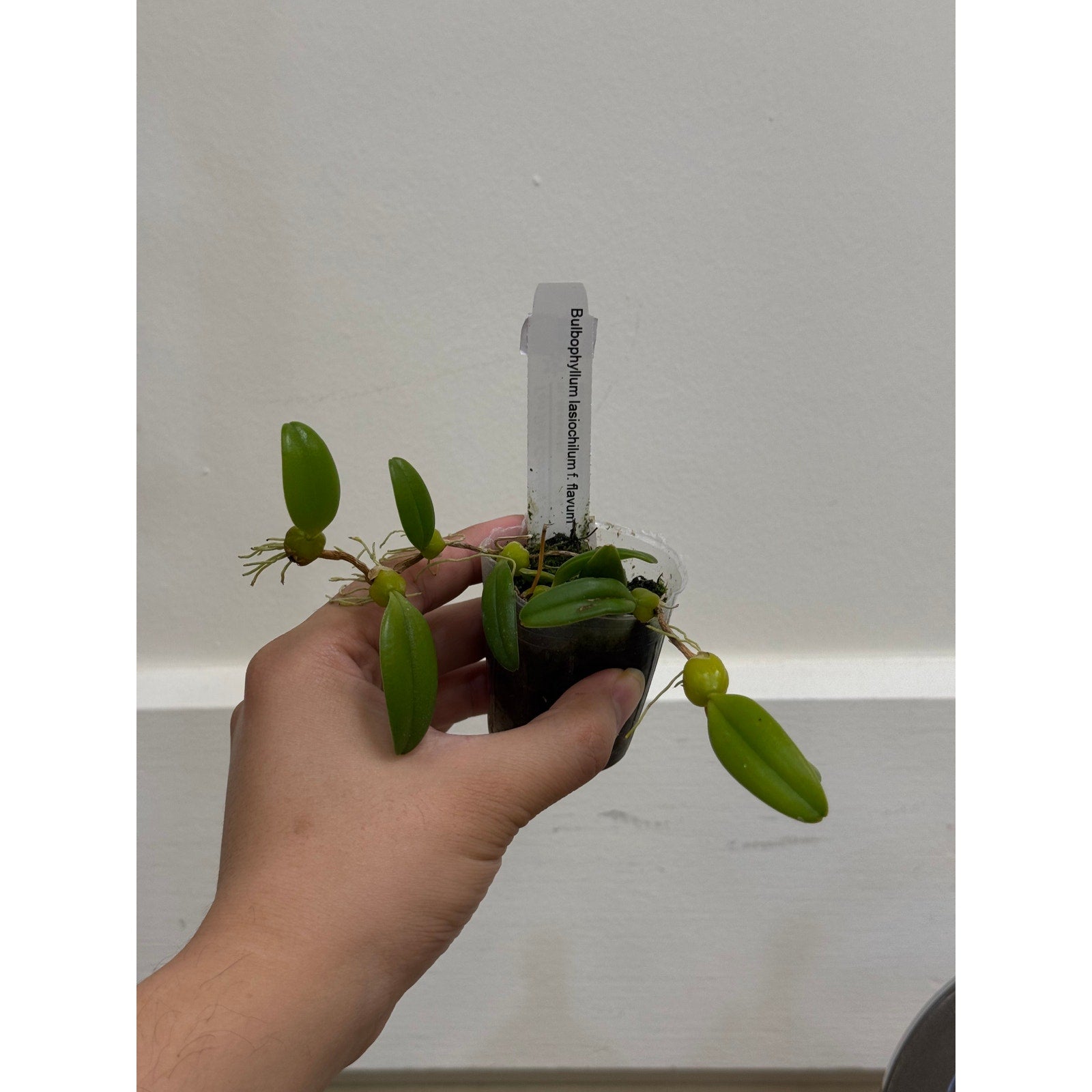 bulbophyllum lasiochilum flavum Rare collector orchid blooming size