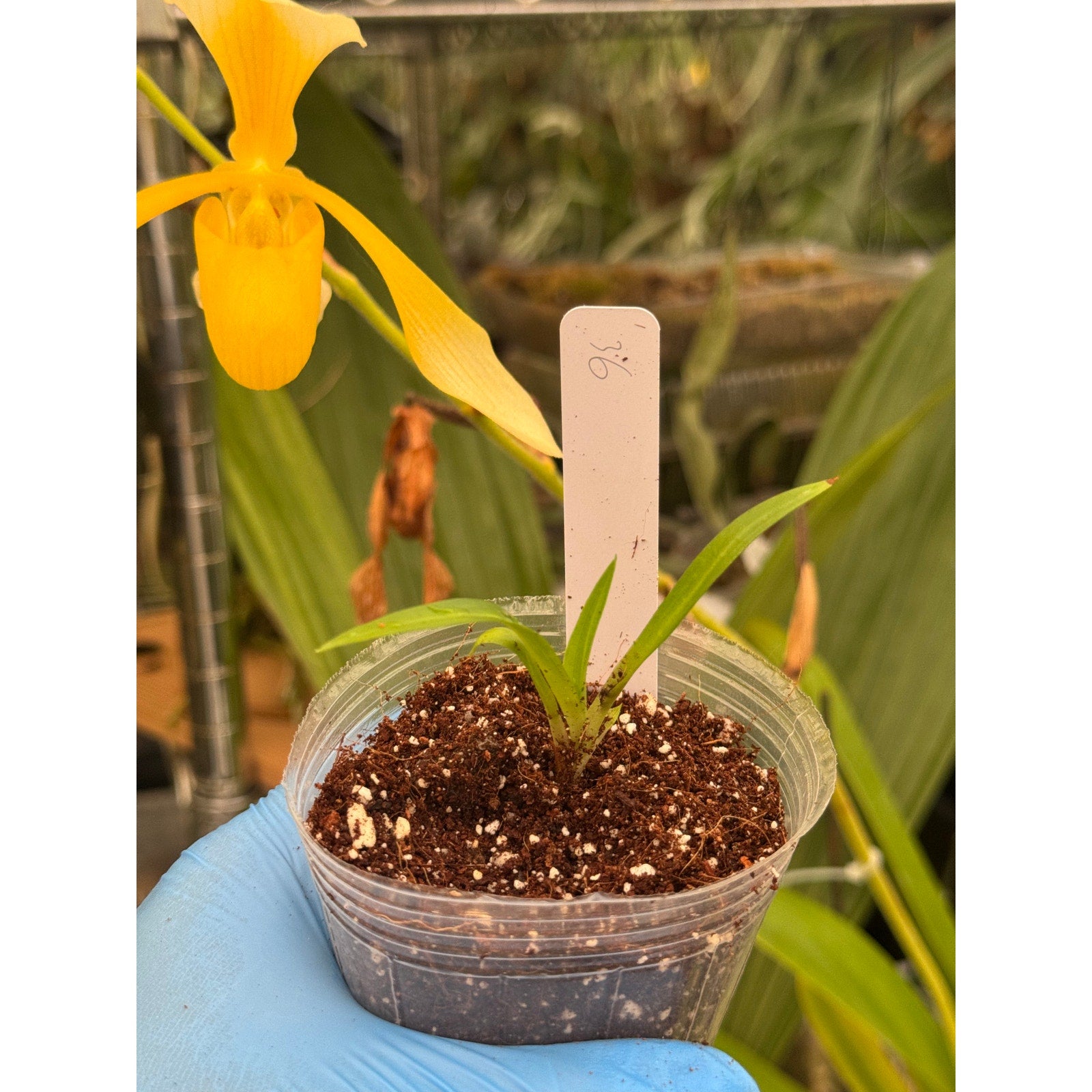 Disa Kewensis RARE Collector Orchid – SEED STUDIO COLLECTIONS