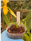 Disa Kewensis RARE Collector Orchid