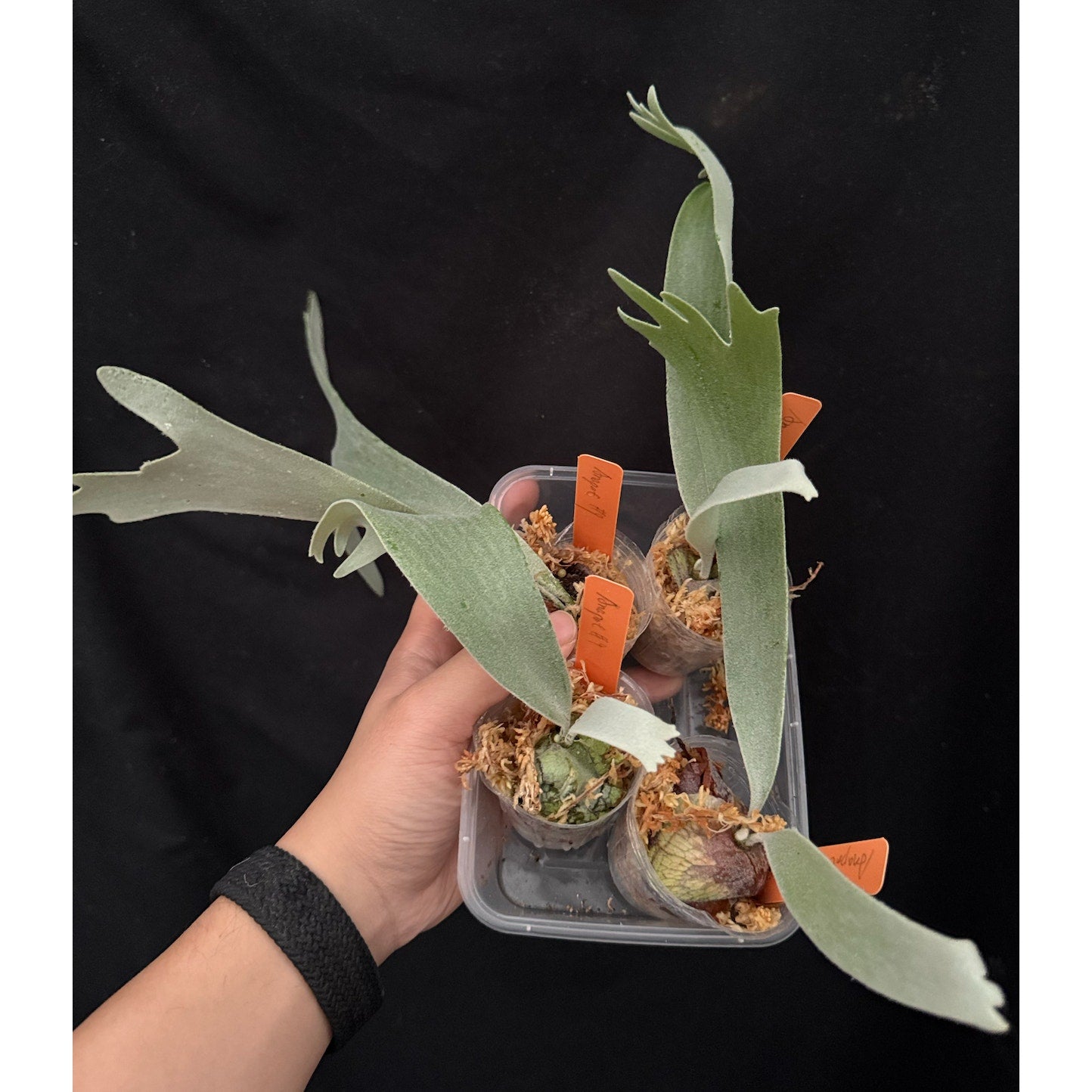 Platycerium willinckii "Anapat