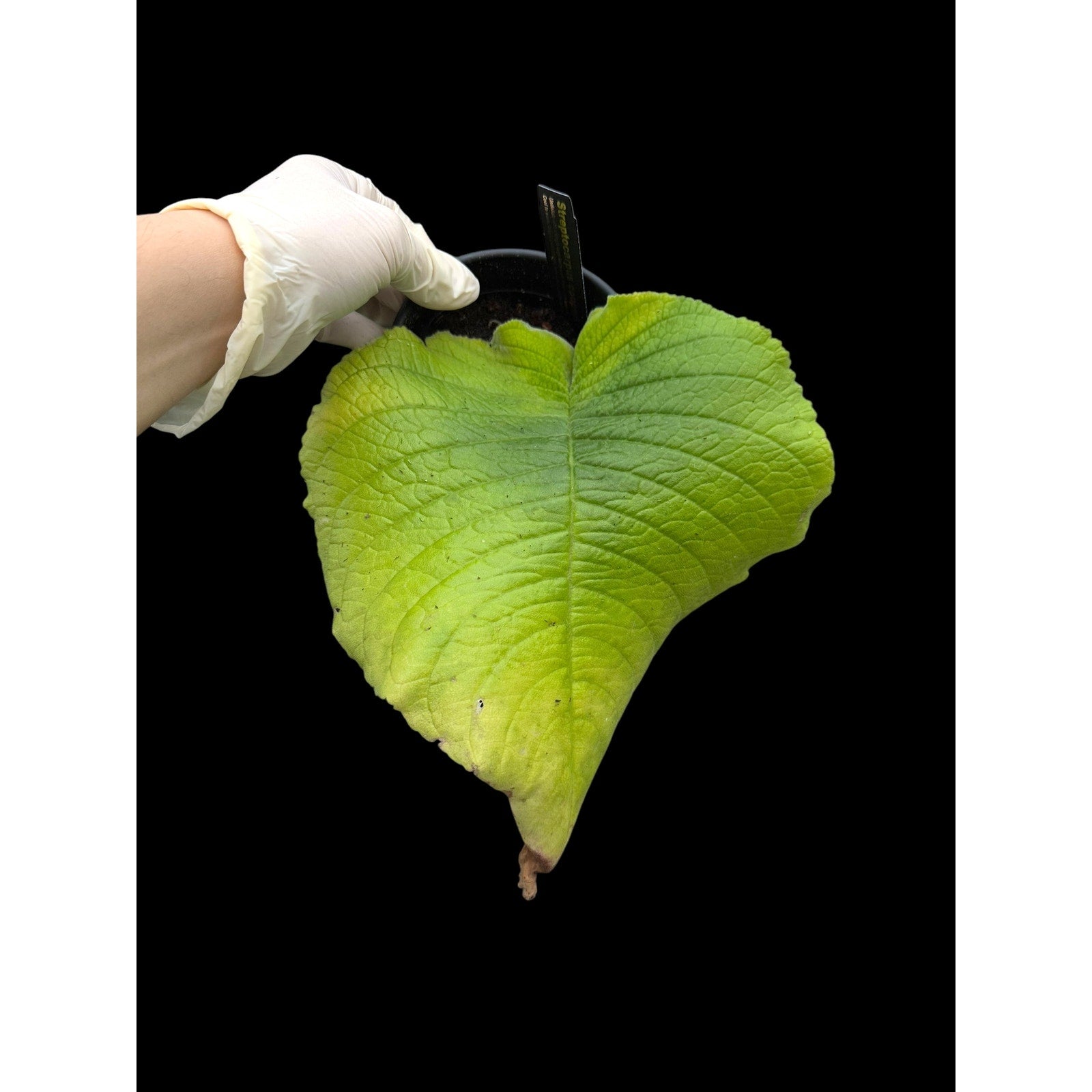 Streptocarpus cooperi – Unique Species, Semi-Mature SEED STUDIO®