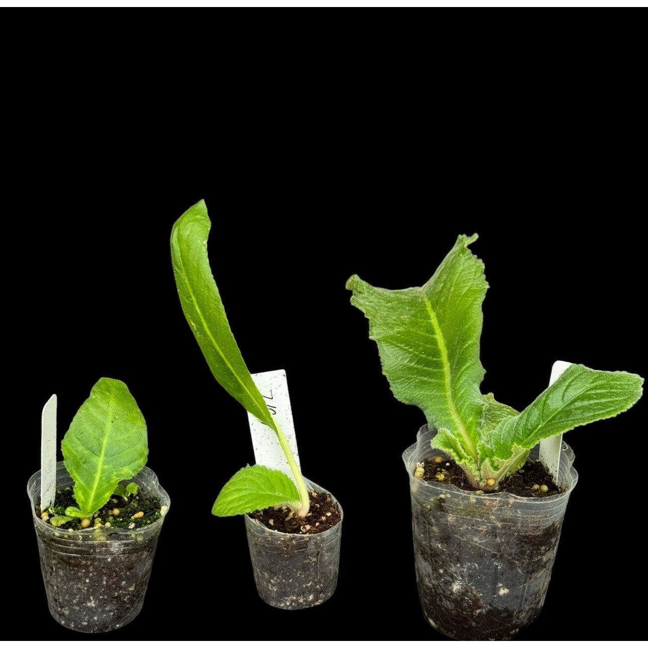 Streptocarpus 3 Plants (In Bloom/In Bud) | Year-Round Blooms |  African Violet-Like SEED STUDIO®