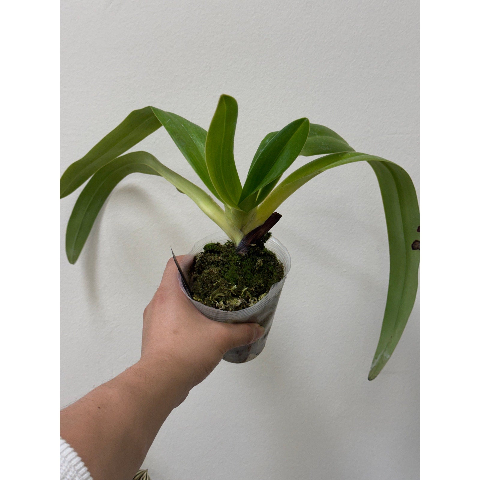 Paphiopedilum Saint Swithin Rare collector orchid blooming size