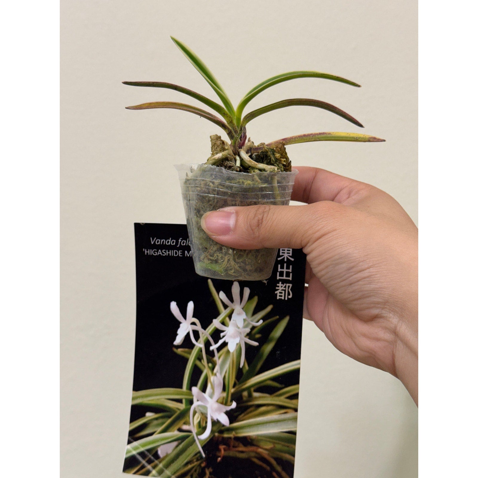 Vanda falcata "higashide miyako" Rare collector orchid blooming size