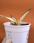 Cymbidium tracyanum VARIEGATED Rare collector orchid