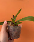 Paph charlesworthii Rare collector orchid blooming size