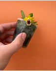Haraella retrocalla Rare collector orchid blooming size