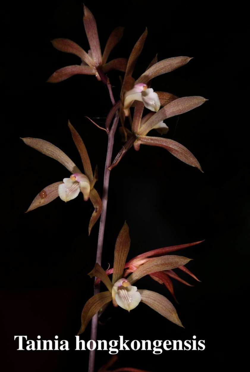 Tainia hongkongensis terrestrial orchid blooming size