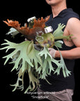 Platycerium willinckii "Snowflake" RARE tropical plants US Seller SEED STUDIO®