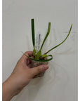 Maxillaria tenuifolia album Fragrant Rare collector orchid blooming size