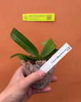 Rhynchonopsis Dragon Charmy Rare collector orchid blooming size