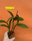 Cattleya Cattleya Yuan Dung Sweet 'Dragon Fruit' Rare collector orchid blooming size