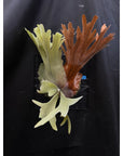 Platycerium willinckii Compact mature size US seller SEED STUDIO®