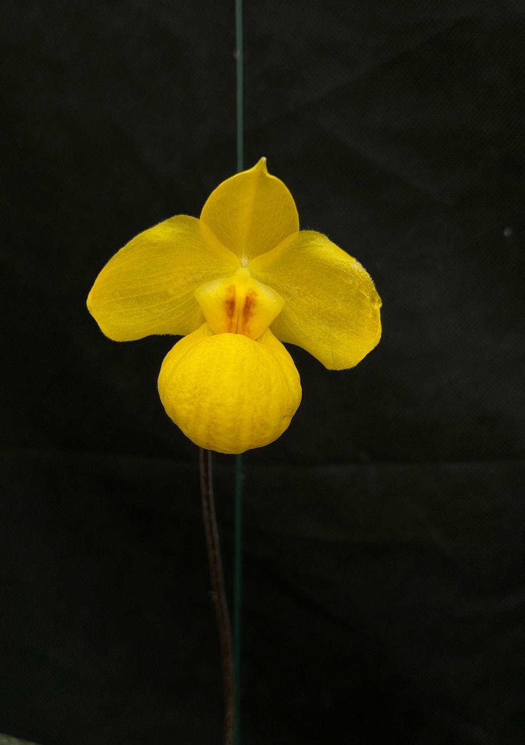 Paphiopedilum armeniacum rare orchid blooming size – SEED STUDIO