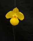 Paphiopedilum armeniacum rare orchid blooming size