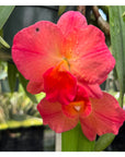Rlc. Exotic Circle of Life Rare collector orchid blooming size