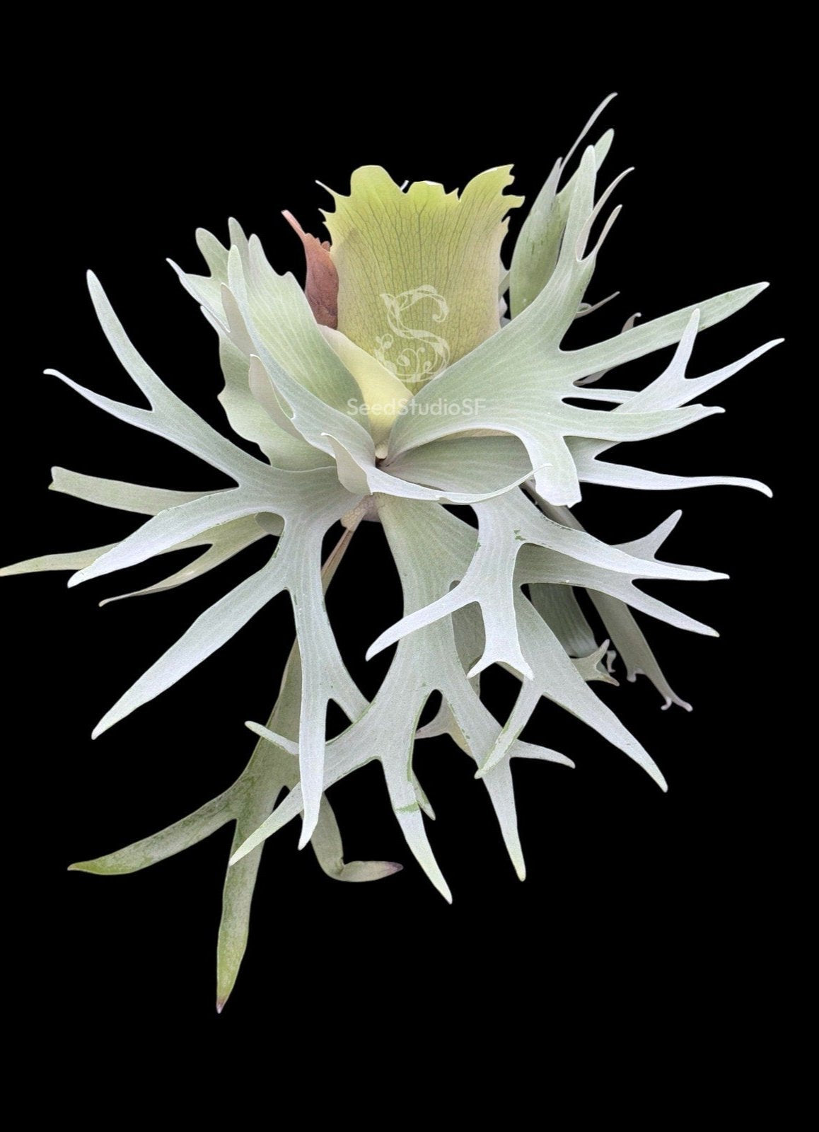 Platycerium bifurcatum species 