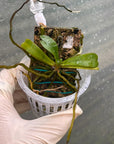 Aerangis Pionier Rare collector orchid near blooming size