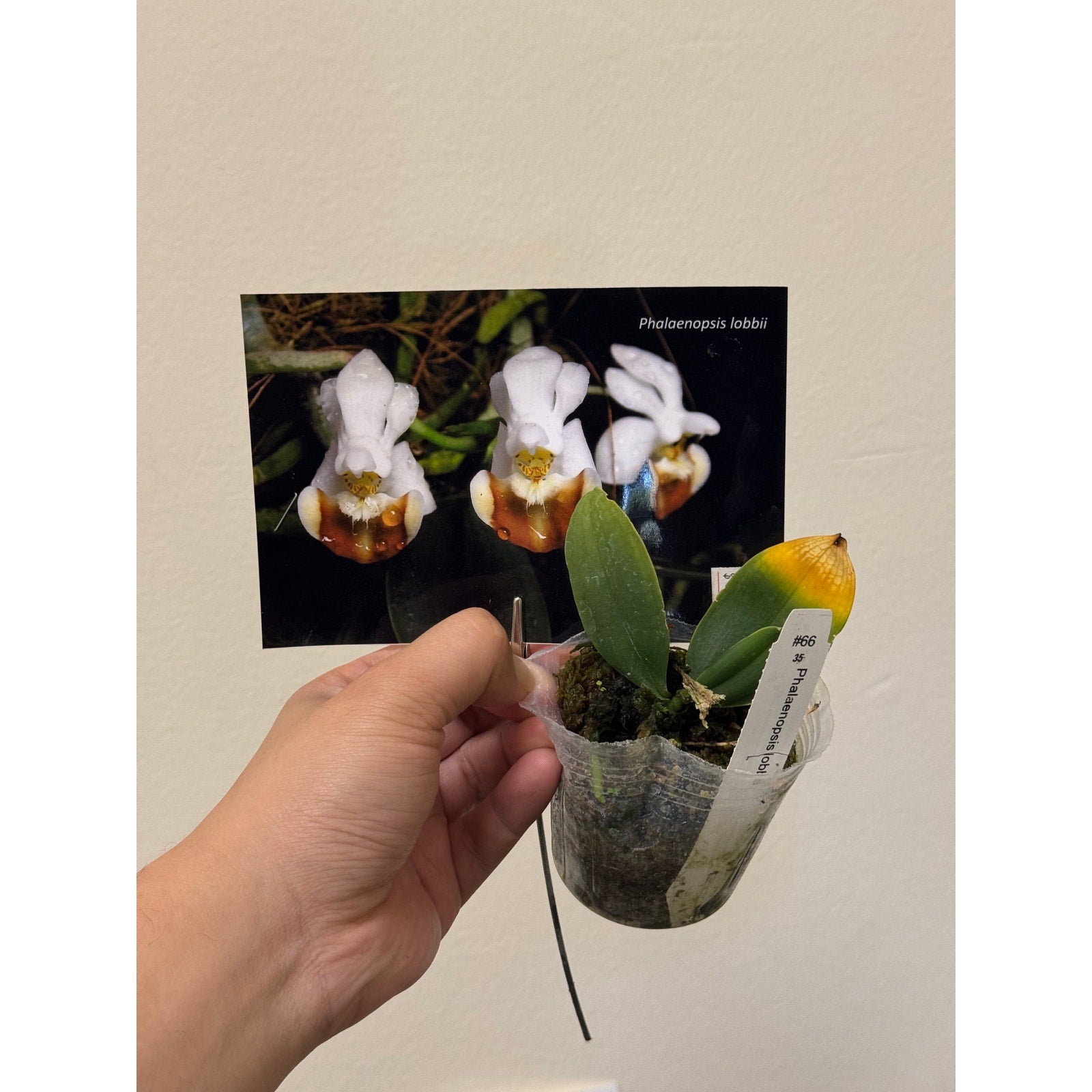 Phalaenopsis lobeii Rare collector orchid blooming size