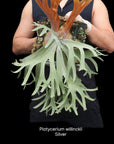Platycerium willinckii "Silver" RARE tropical plants US Seller SEED STUDIO®