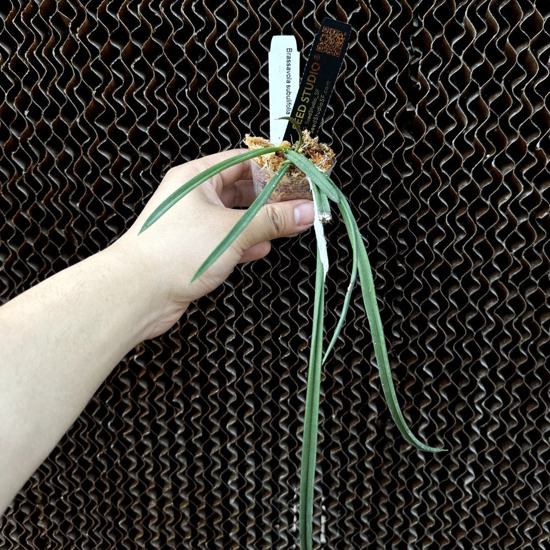 Brassavola subulifolia Elegant Orchid with Fragrant Night Blooms