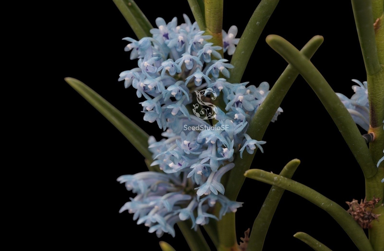 Cleisocentron gokusingii blue flower rare orchid size