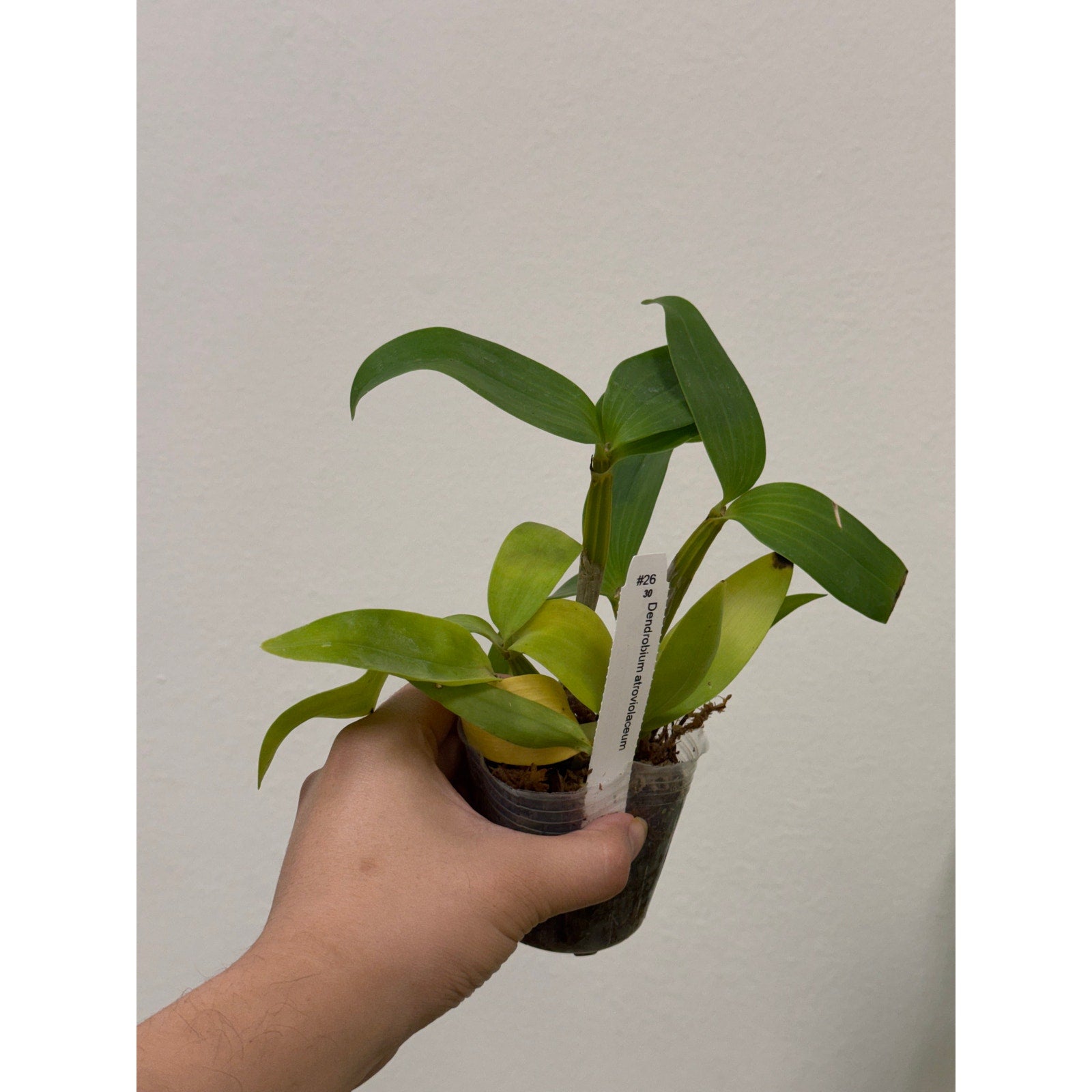 Dendrobium atroviolaceum Rare collector orchid blooming size