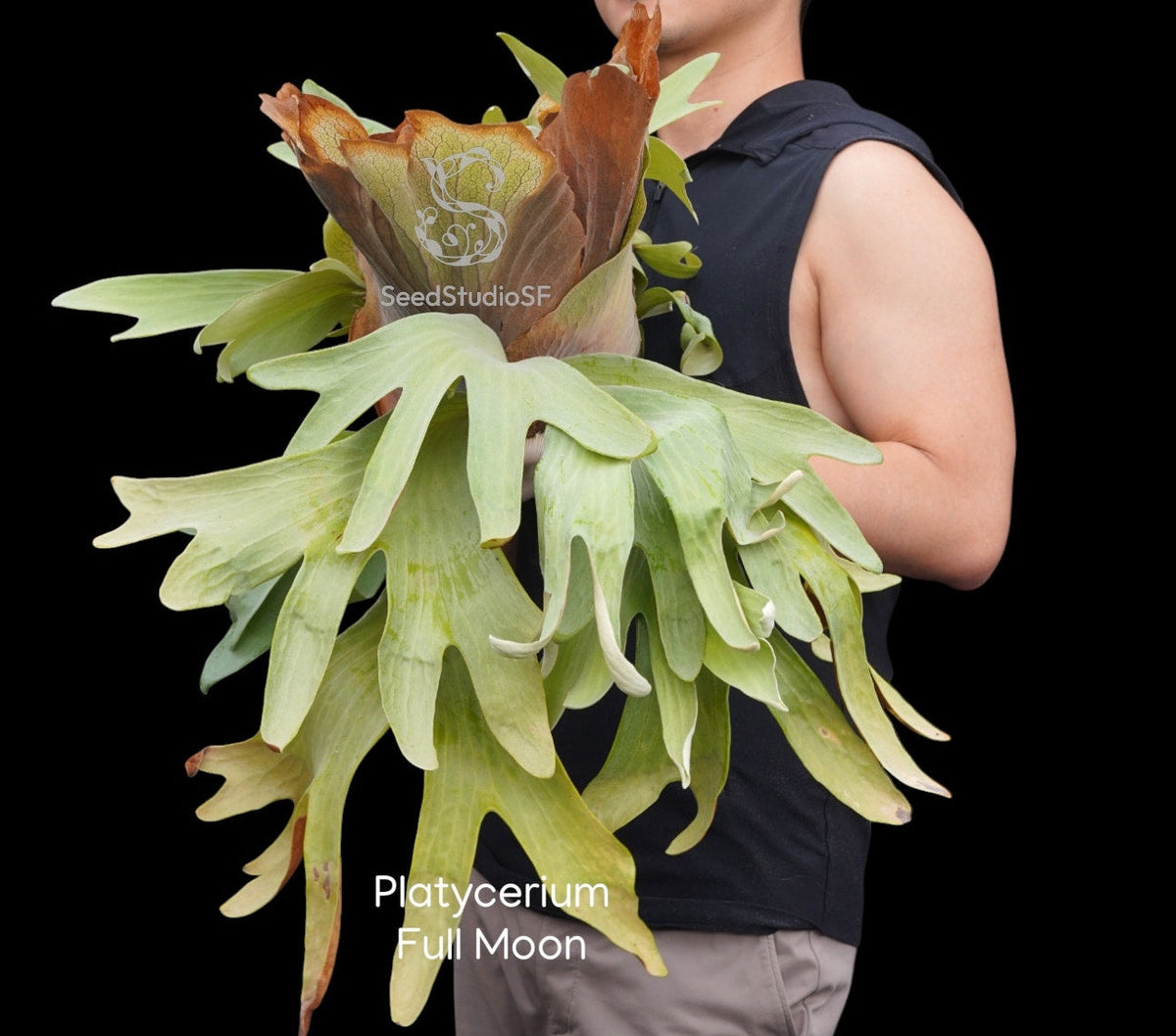 Platycerium Full Moon RARE tropical plants US Seller SEED STUDIO