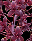Cymbidium Helen Bannerman Rare collector orchid blooming size