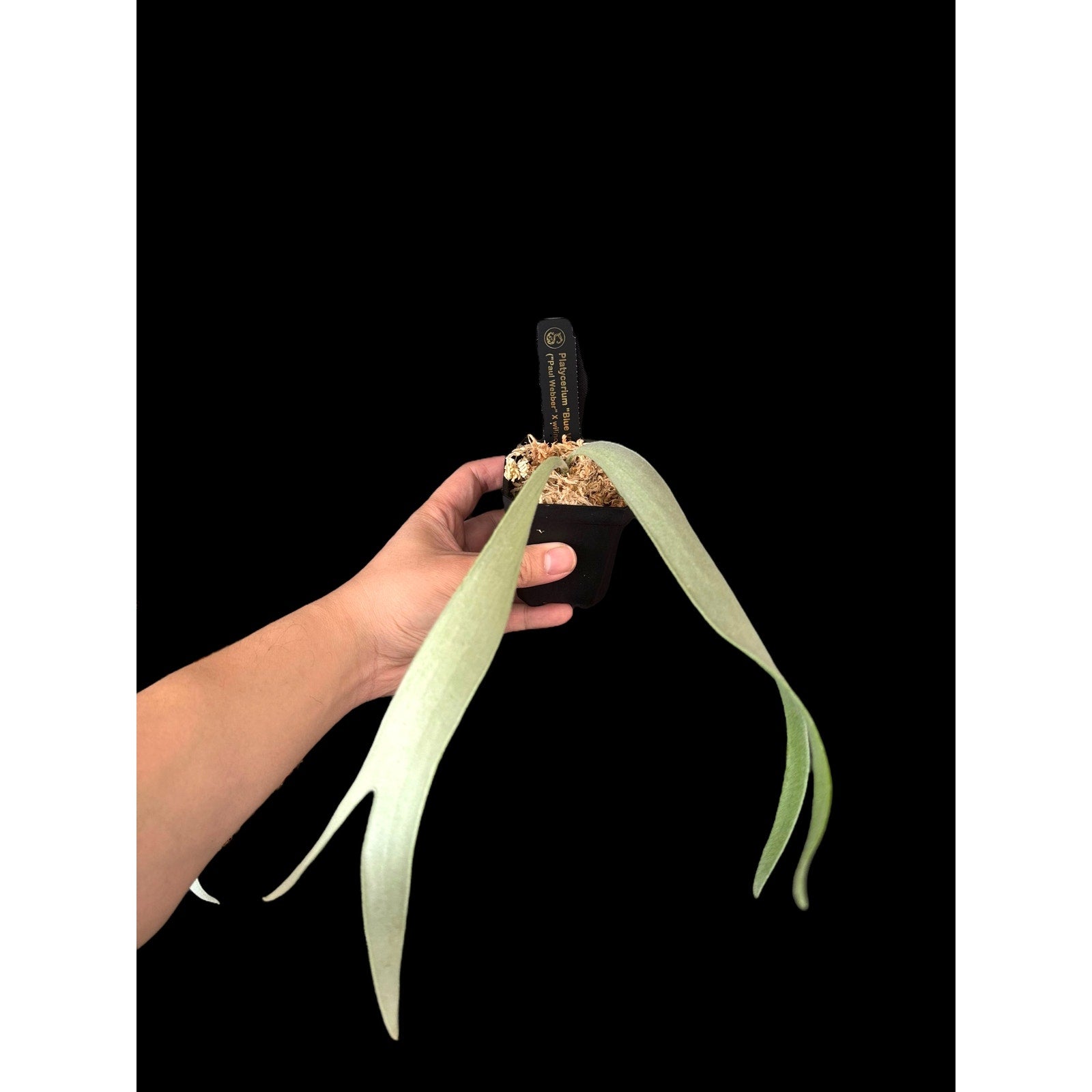 Platycerium “Blue Vista” (OG) RARE tropical plants SEED STUDIO®