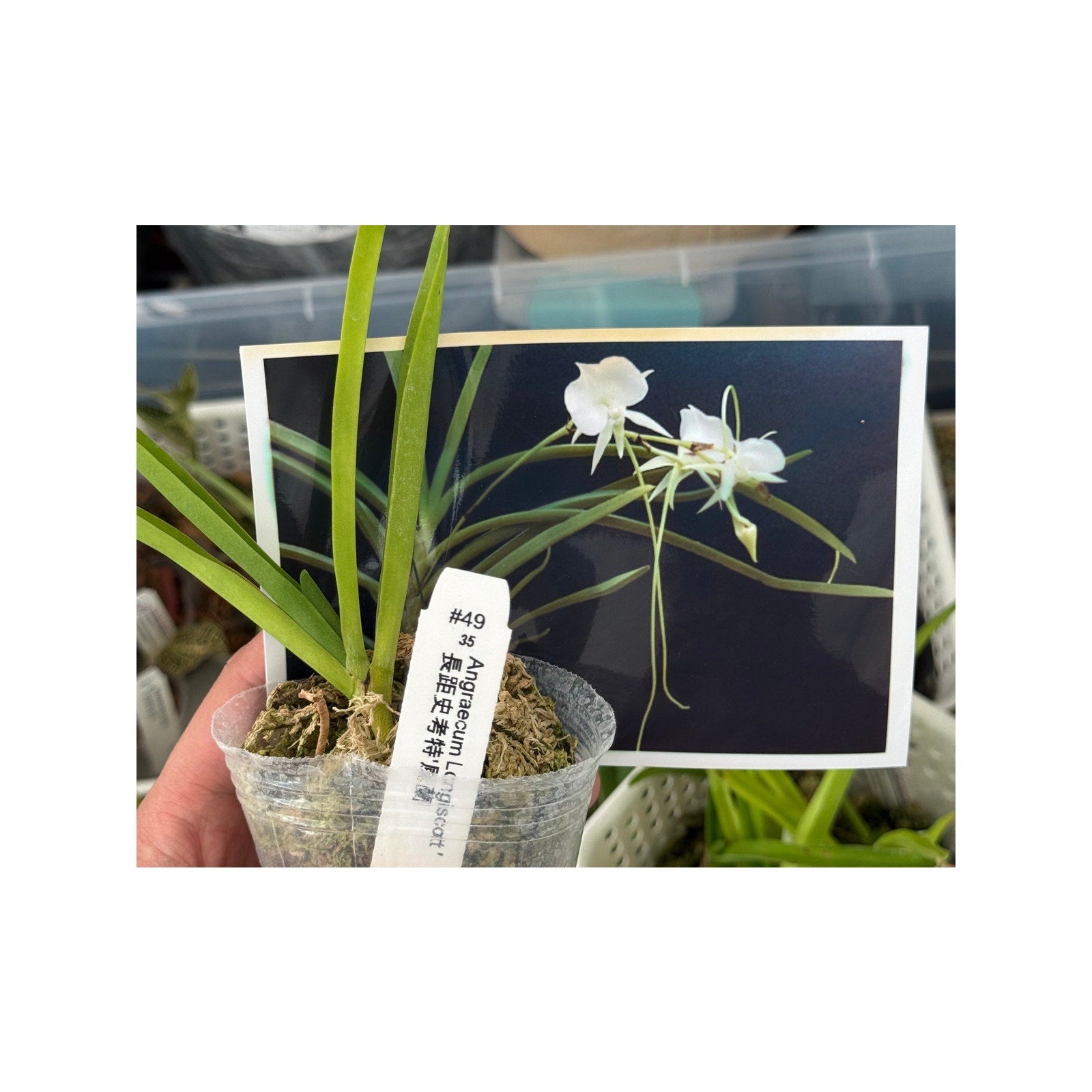 Angraecum Longiscott rare orchid collector plants