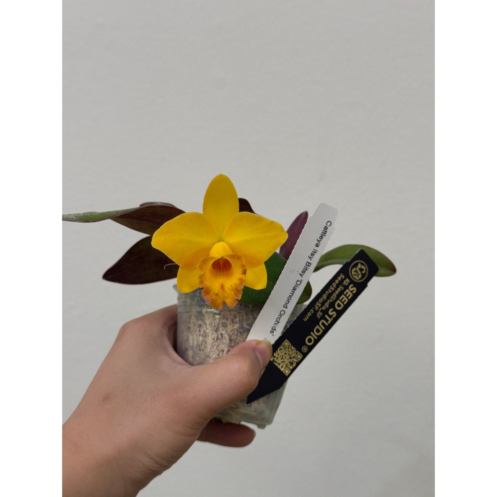 Cattleya Itsy Bitsy 'Diamond Orchids' Rare collector orchid blooming size