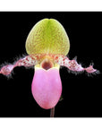 Paphiopedilum moquetteanum Rare collector orchid blooming size
