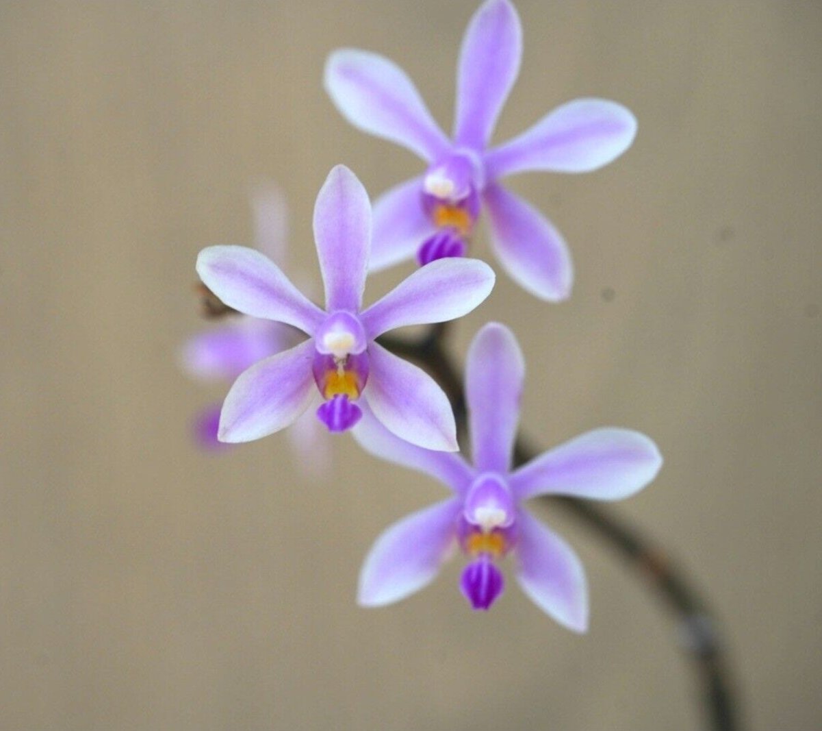 Phalaenopsis species WILSONII orchid RARE leafless fragrant blooming size