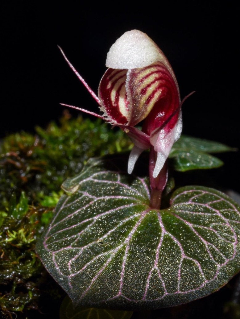 Corybas ecarinatus rare miniature terrarium orchid