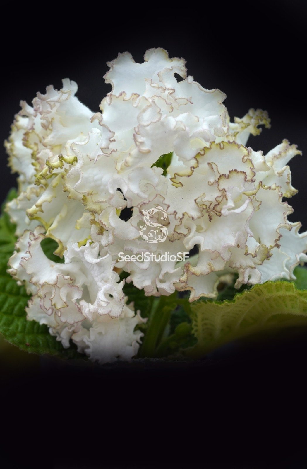 Streptocarpus [DS-2328 | DS-Cassiopeia] | Year-Round Blooms
