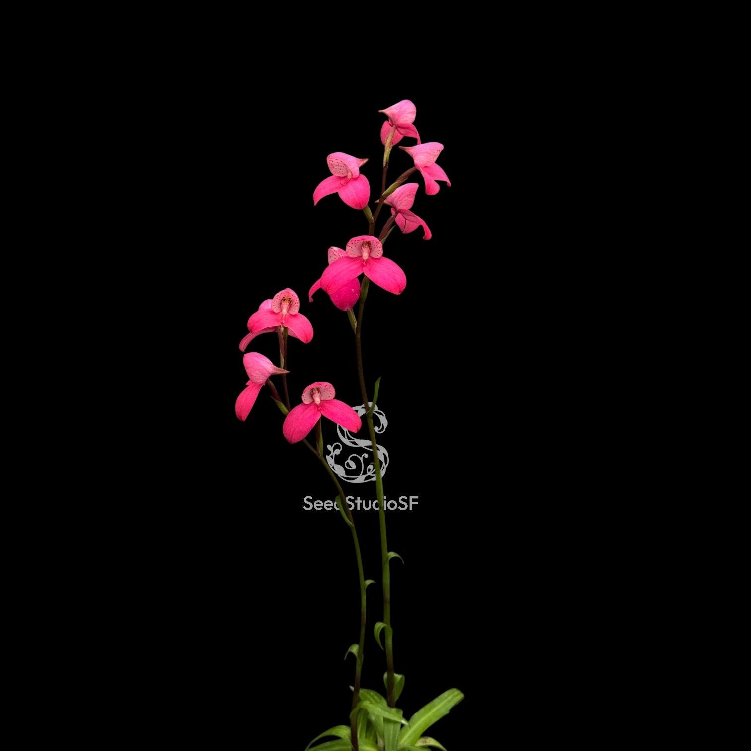 Disa Kewensis RARE Collector Orchid – SEED STUDIO COLLECTIONS