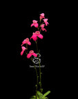 Disa Kewensis RARE Collector Orchid