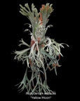 Platycerium willinckii 'Yellow Moon' RARE US seller SEED STUDIO®