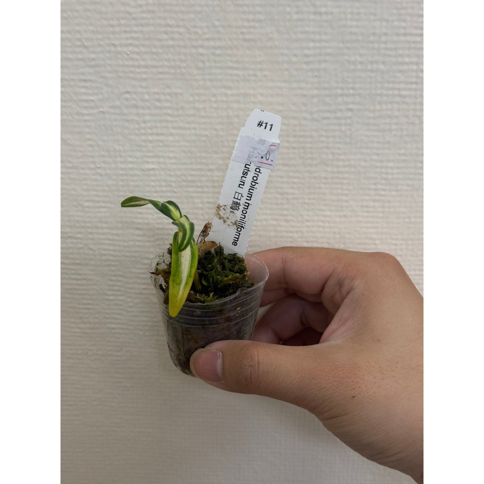 Dendrobium moniliforme hekutsuru Rare collector orchid blooming size