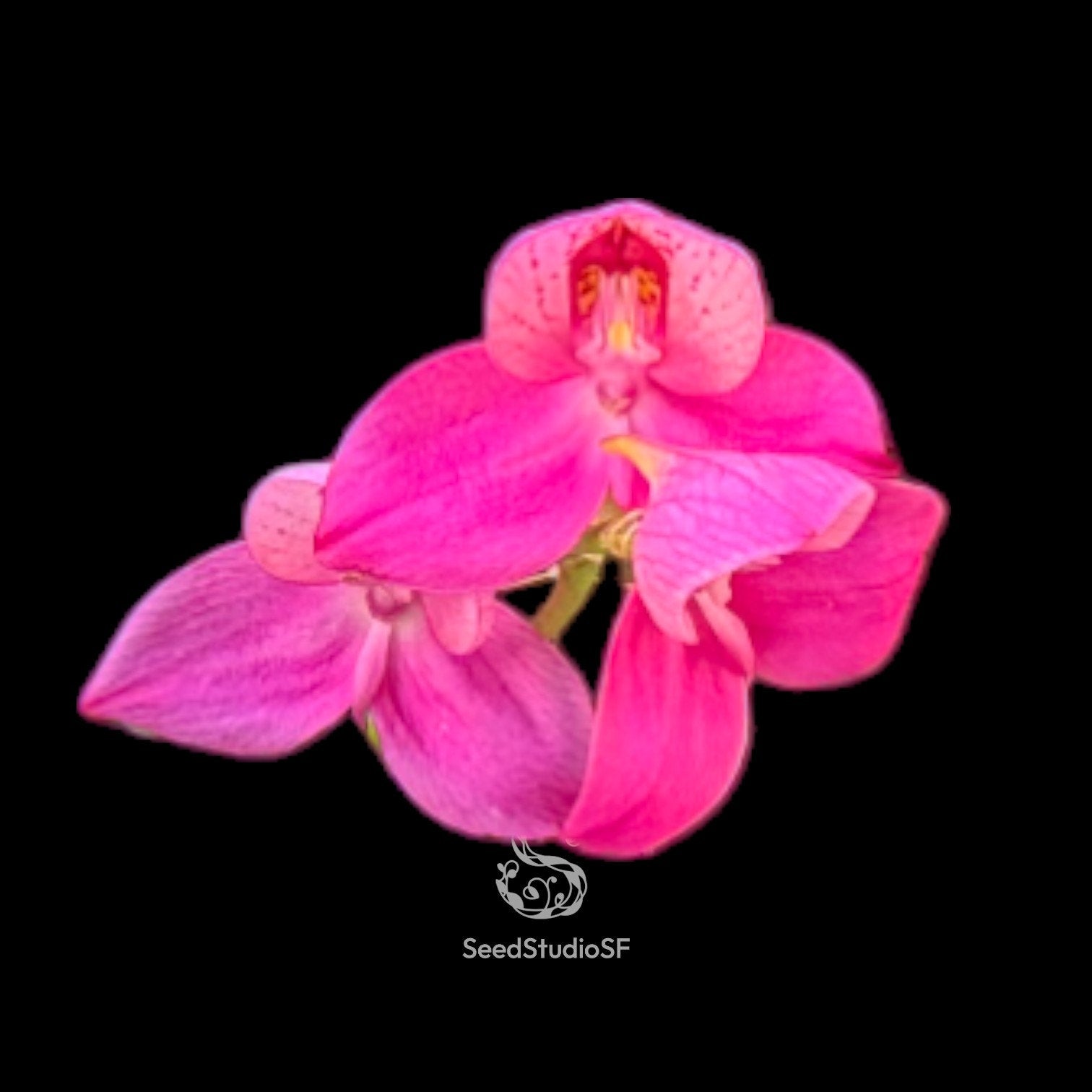 Disa Veitchii "Paul" AM/AOS RARE collector orchid