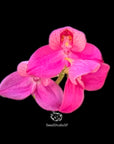 Disa Veitchii "Paul" AM/AOS RARE collector orchid