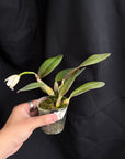 Cattleya alaorii x Cattleya luteola Rare collector orchid blooming size