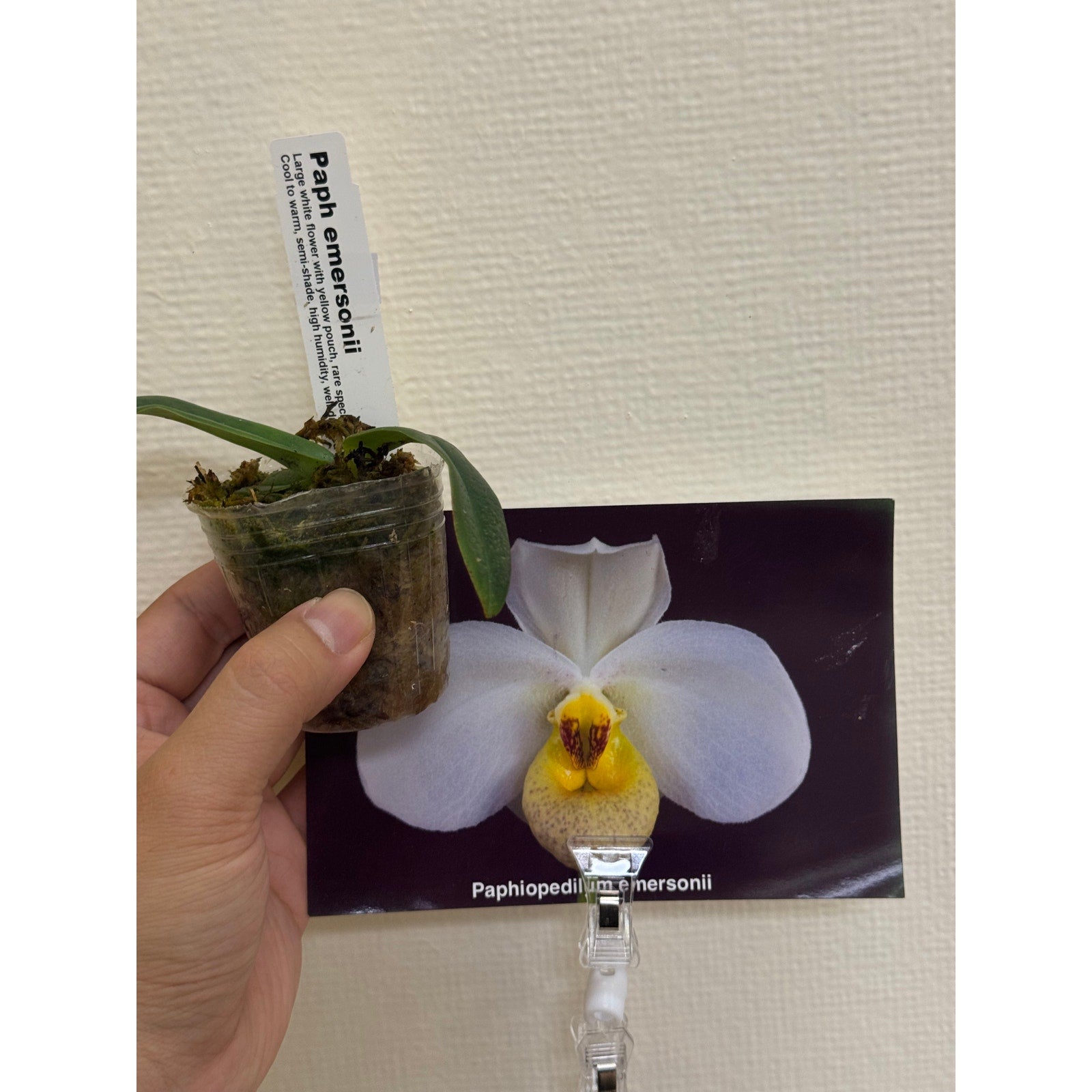 Paphiopedilum emersonii Rare collector orchid blooming size