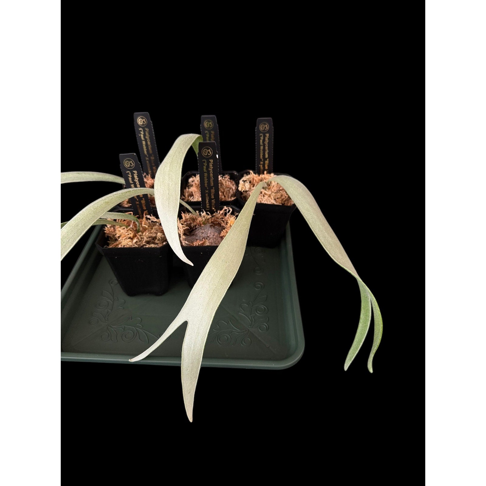 Platycerium “Blue Vista” (OG) RARE tropical plants SEED STUDIO®