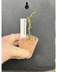 Vanilla perrieri Rare collector orchid LEAFLESS