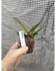Paphiopedilum philippinense Rare collector orchid