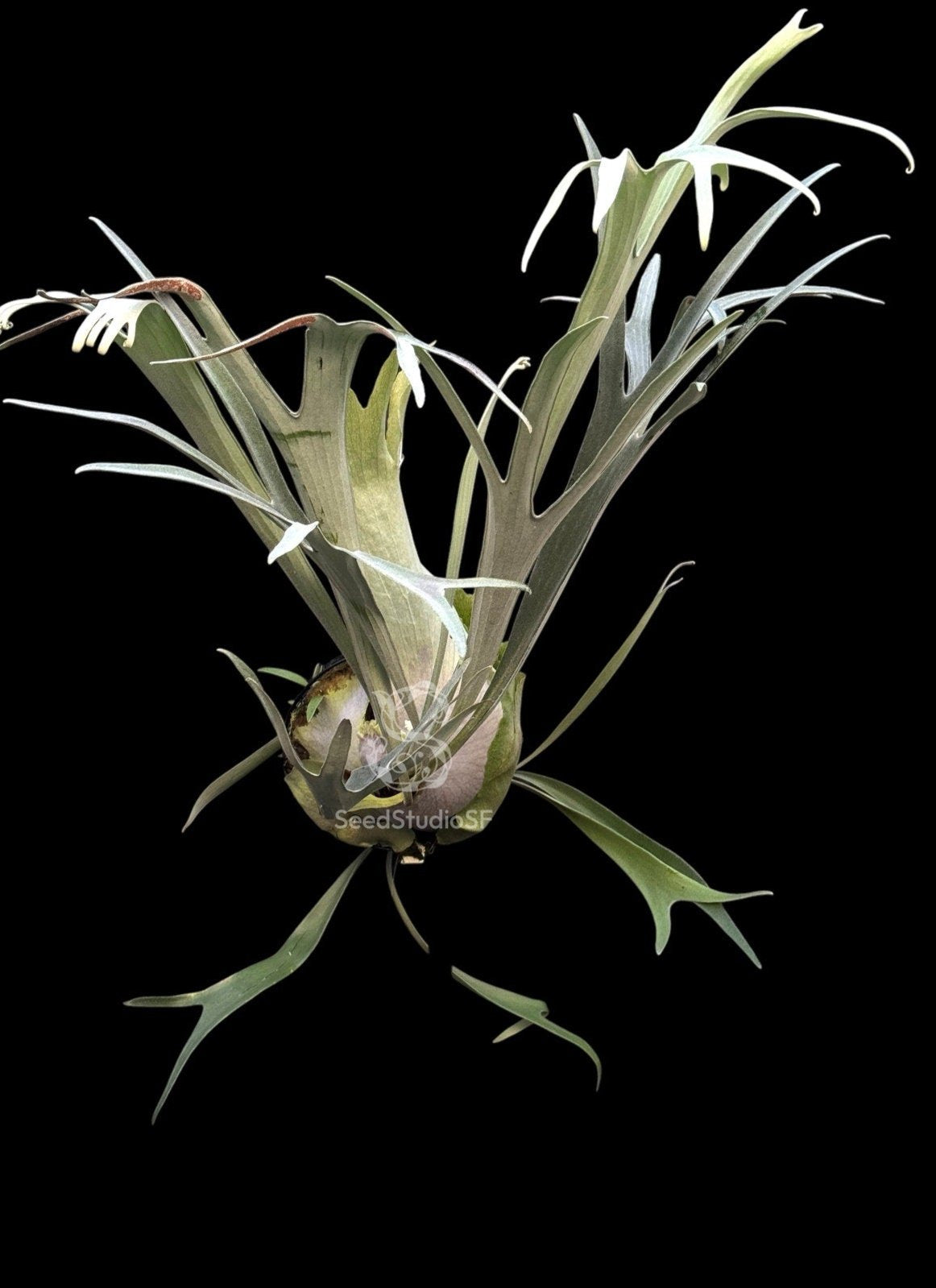 Platycerium “Blue Vista” SPORE RARE tropical plants SEED STUDIO