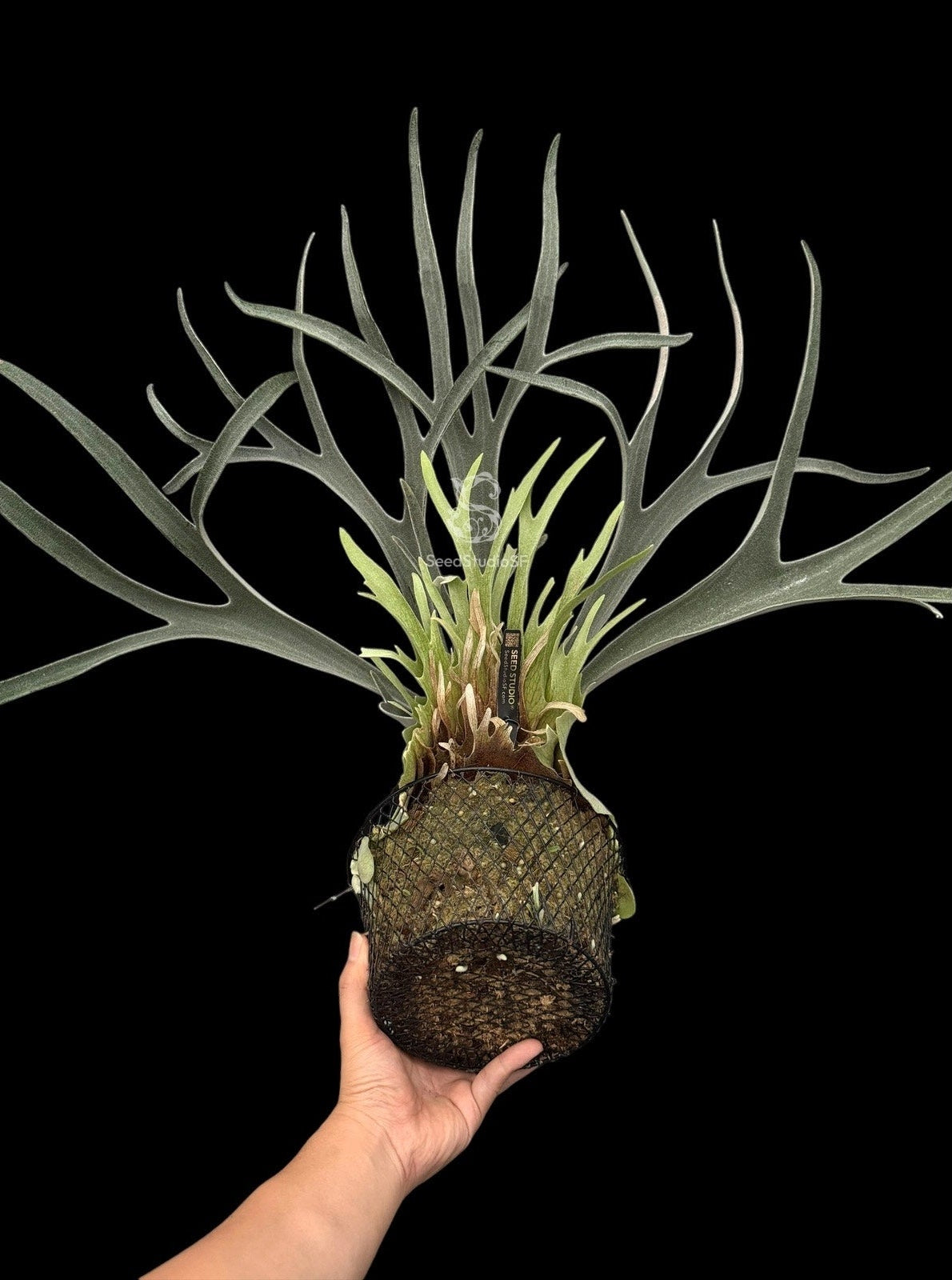 Copied - Platycerium veitchii 
