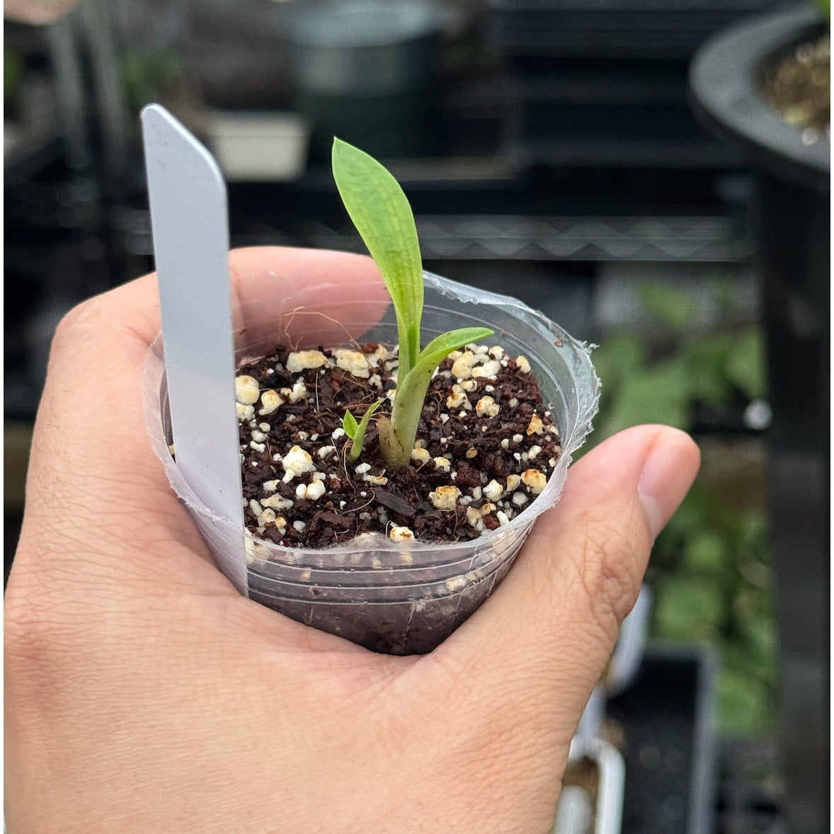 Disa uniflora yellow selected RARE Collector Orchid